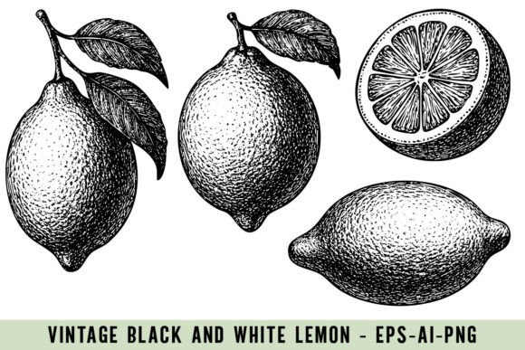 Download Vintage Lemon Illustrations - Vintage Collection