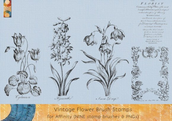 Download Vintage Flower Affinity Brush Stamps - Vintage Collection